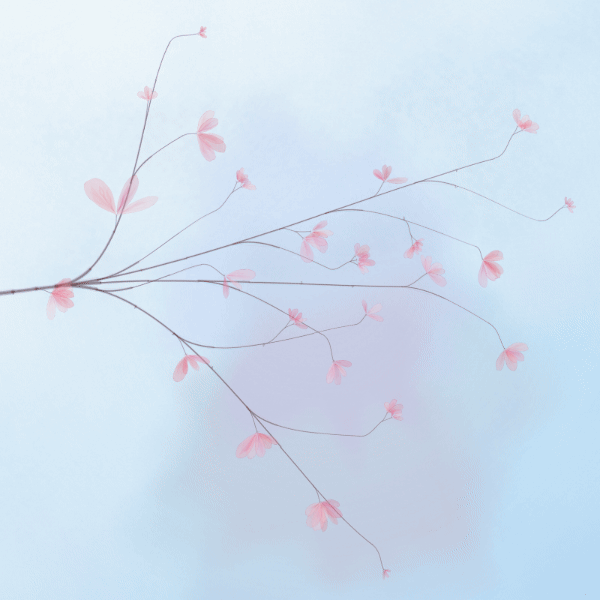 Hana's Bloom #451